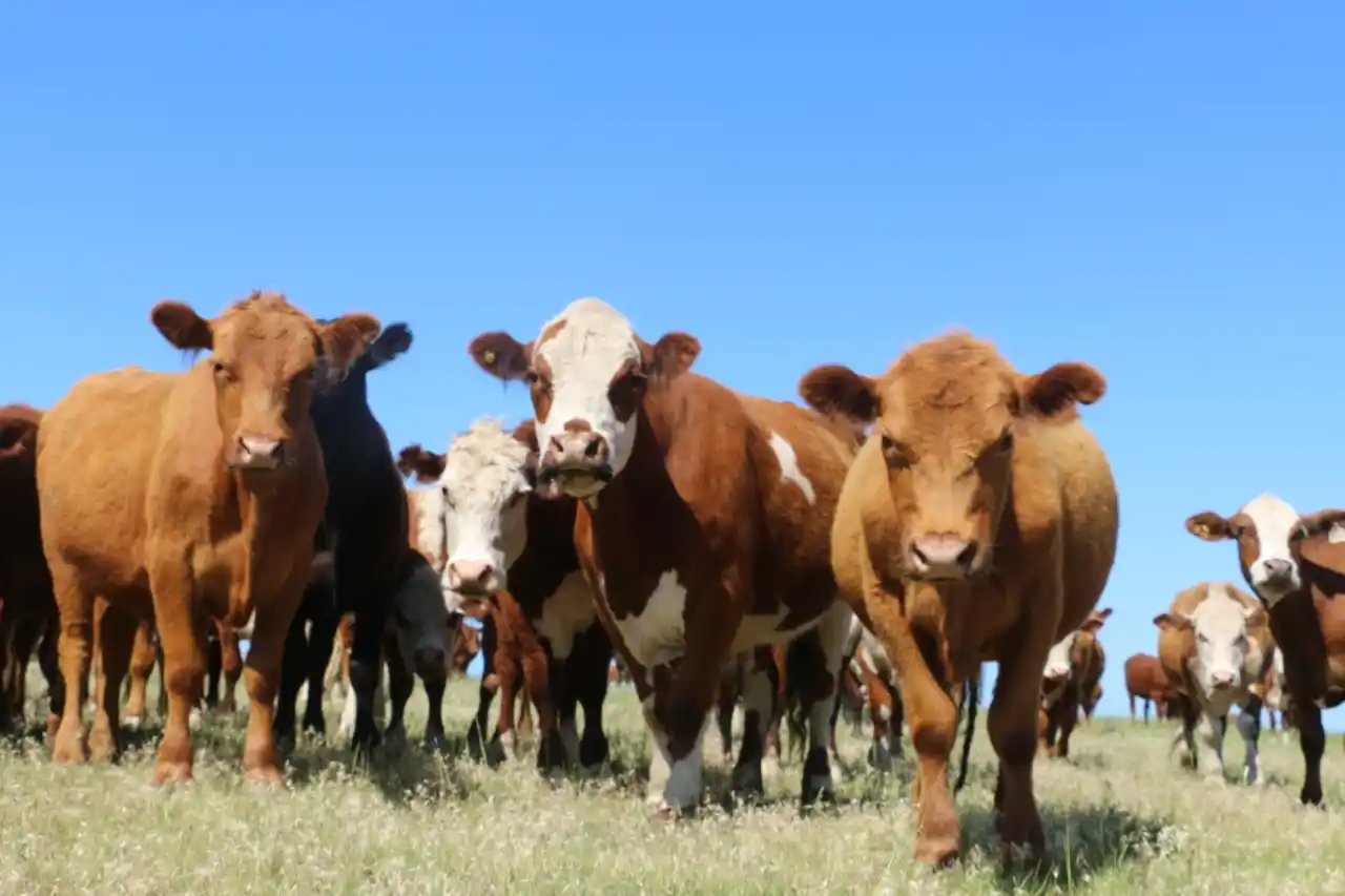 Para el dirigente rural Dardo Chiesa, "Argentina es China dependiente"