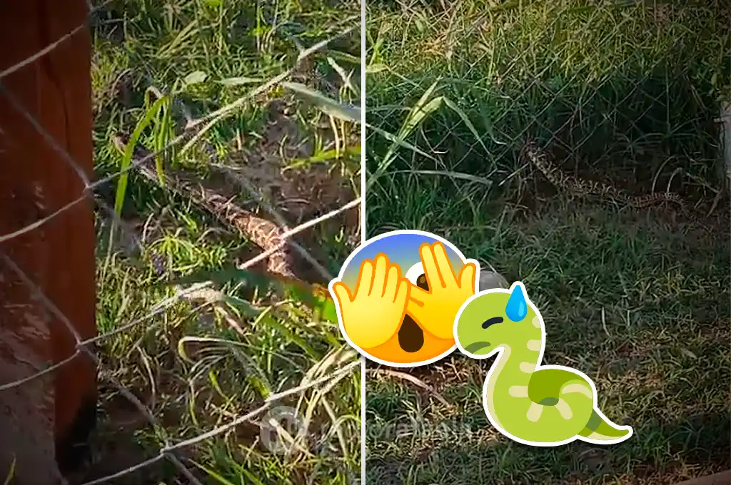 Gran cantidad de serpientes salieron por Rafaela y la región: ¿por qué?, ¿qué debemos hacer?