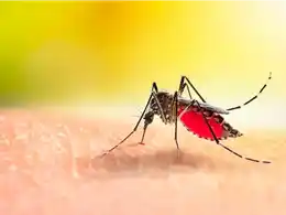 Se confirmó un caso de chikungunya en Entre Ríos