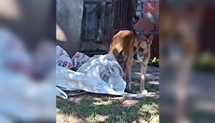 Mujer está cansada de que le defequen la vereda