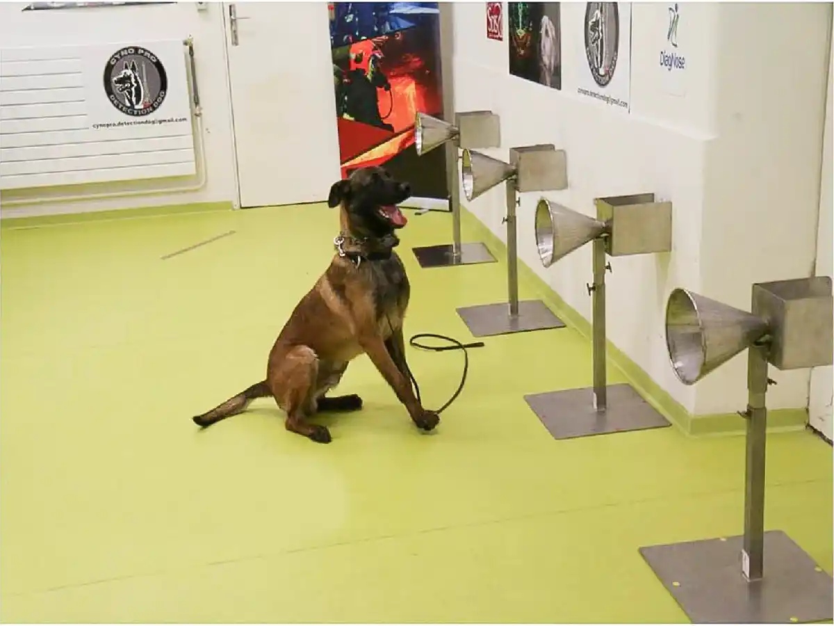 Entrenan perros para detectar la presencia de coronavirus en personas