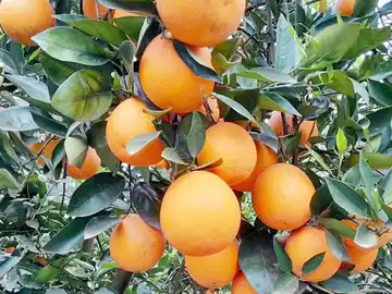 Con diferentes charlas, realizarán una Jornada Citrícola en Villa del Rosario