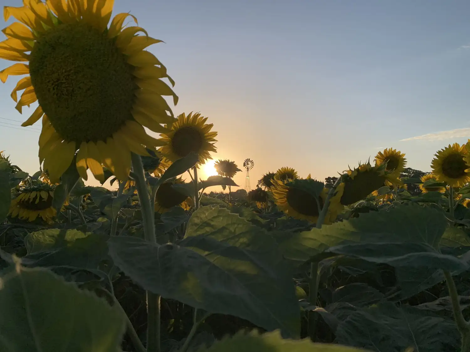 girasol sombra