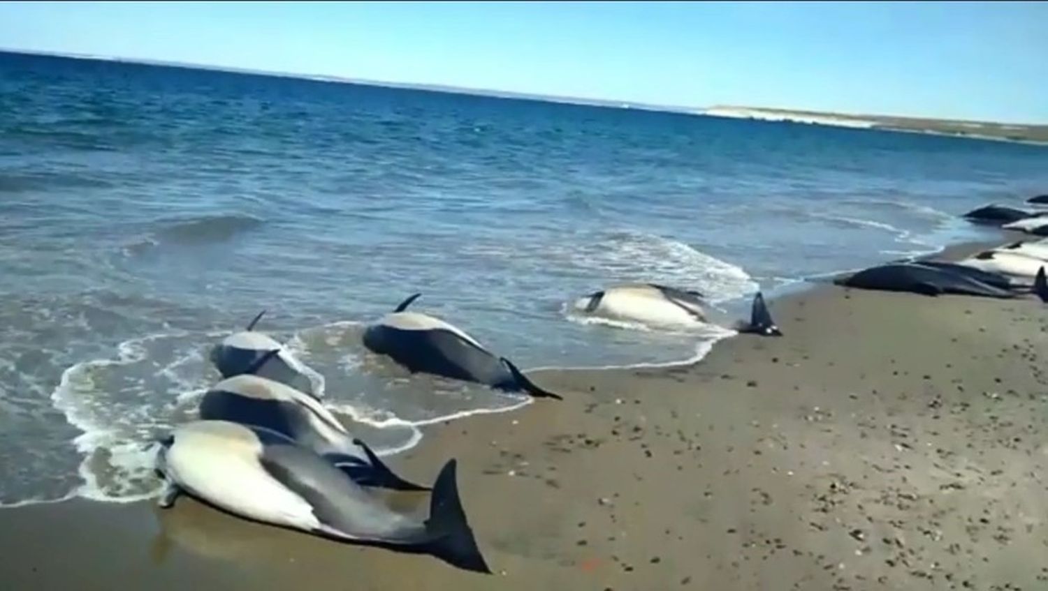 Aparecieron casi 50 delfines muertos cerca de Puerto Madryn