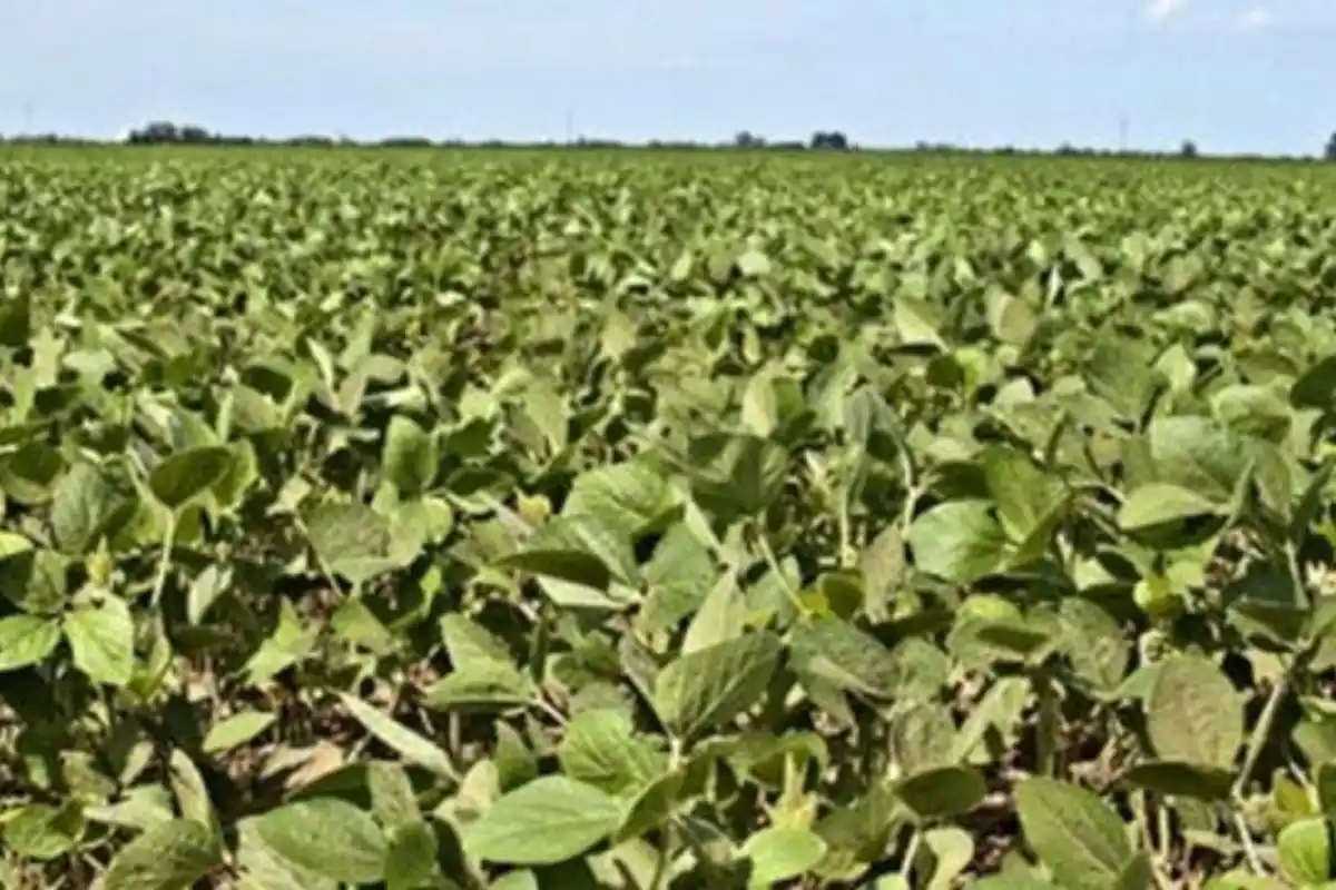 La falta de lluvias comenzó a afectar a los cultivos.