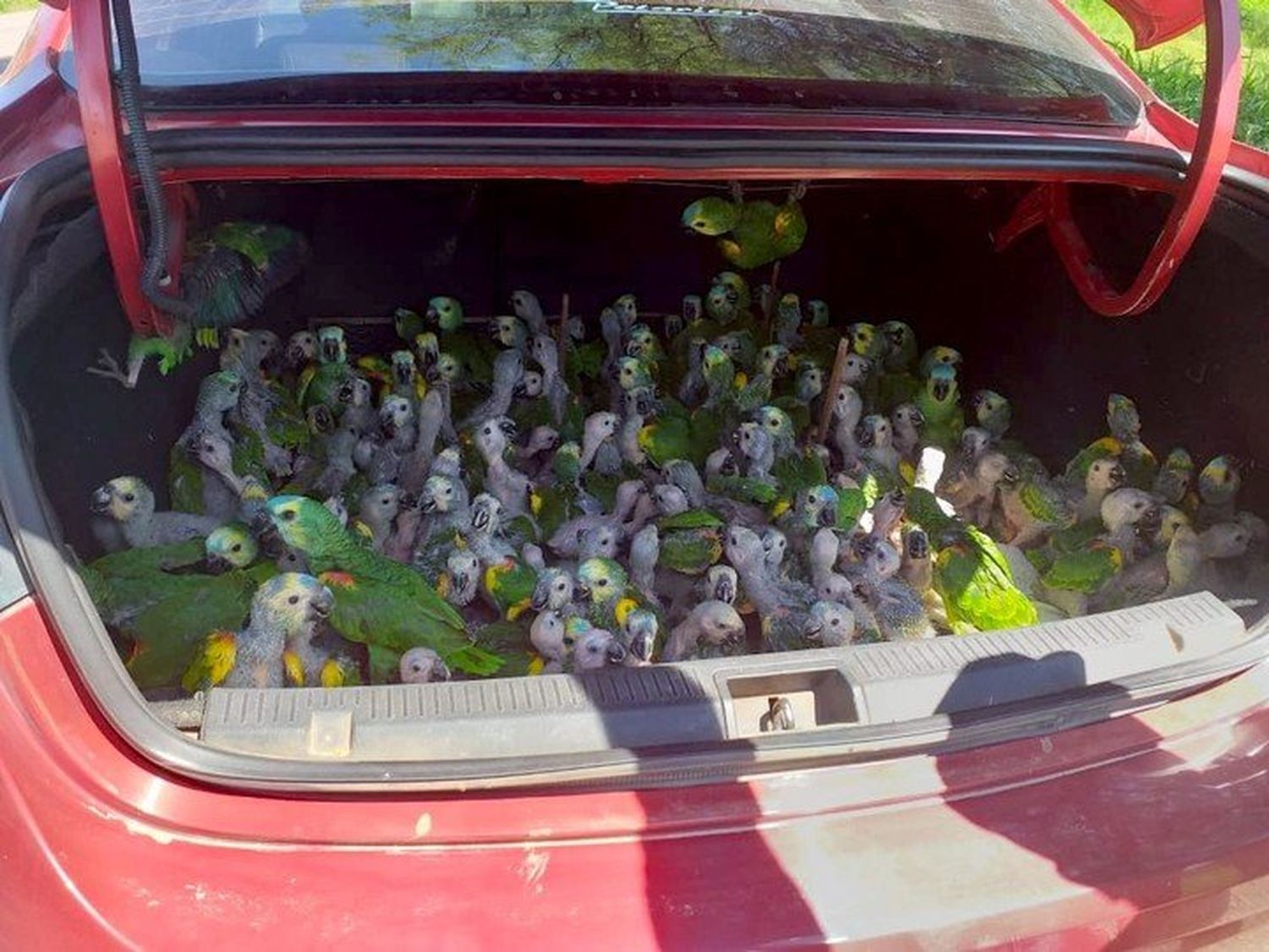 Insólito: llevaban más de 200 loros "habladores" en el baúl del auto