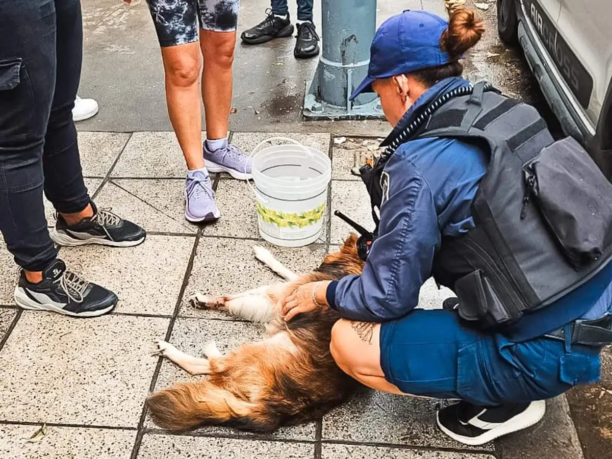 El animal se encontraba grave y fue derivado a una veterinaria en donde quedó internado por deshidratación.