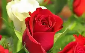 Para nuestra amiga Tere