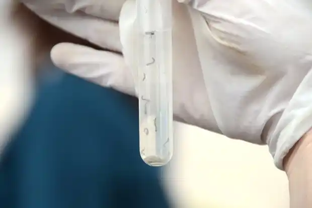 Entre Ríos registró 271 casos de dengue confirmados