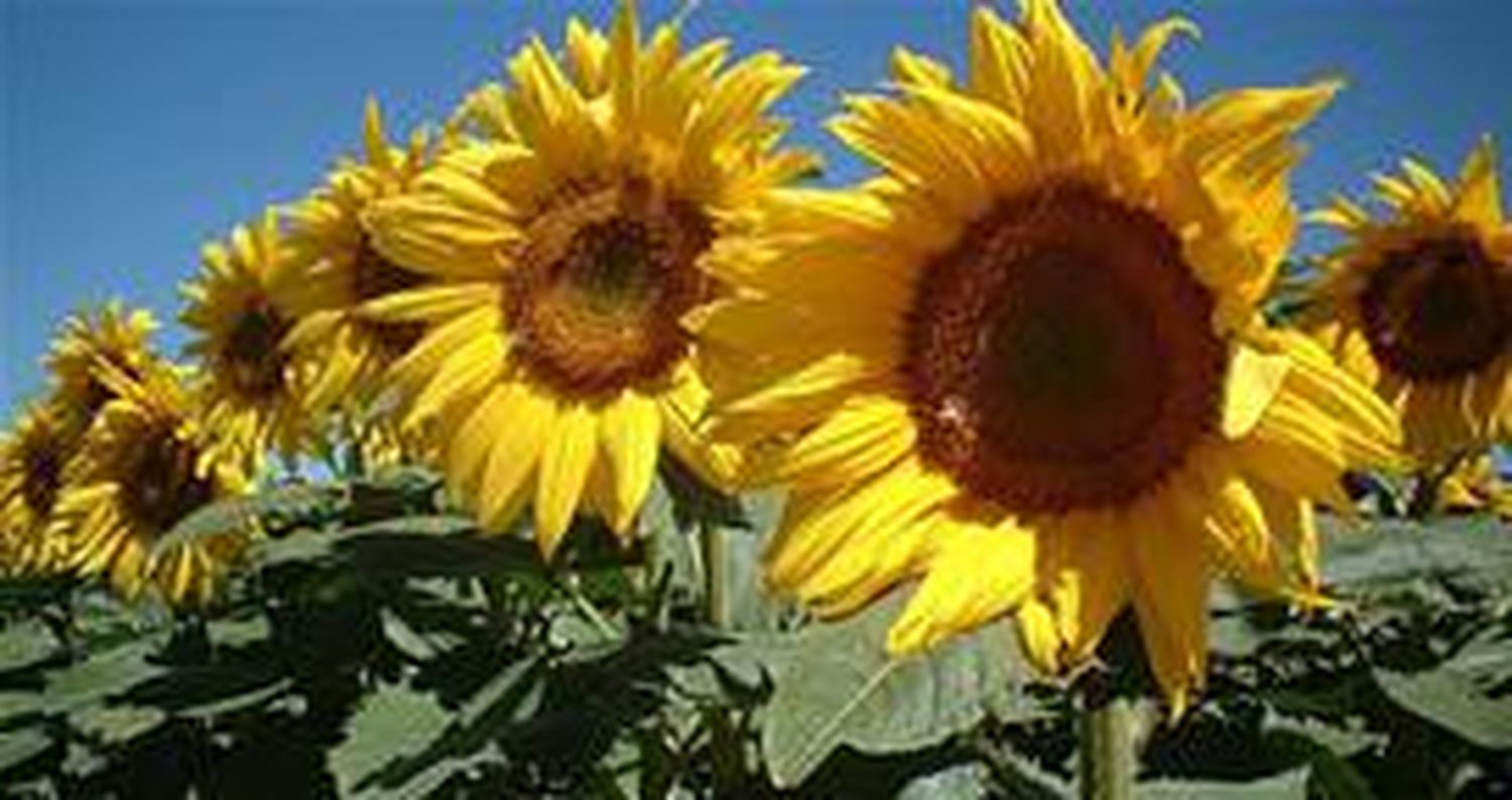 Entrerrianos apuestan al girasol