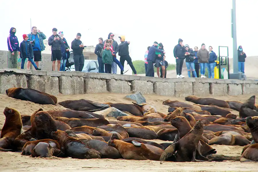 Cada vez hay más lobos y no cesa el acercamiento a la gente