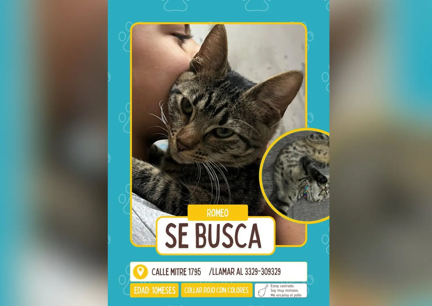 Gato perdido en calle Mitre al 1700
