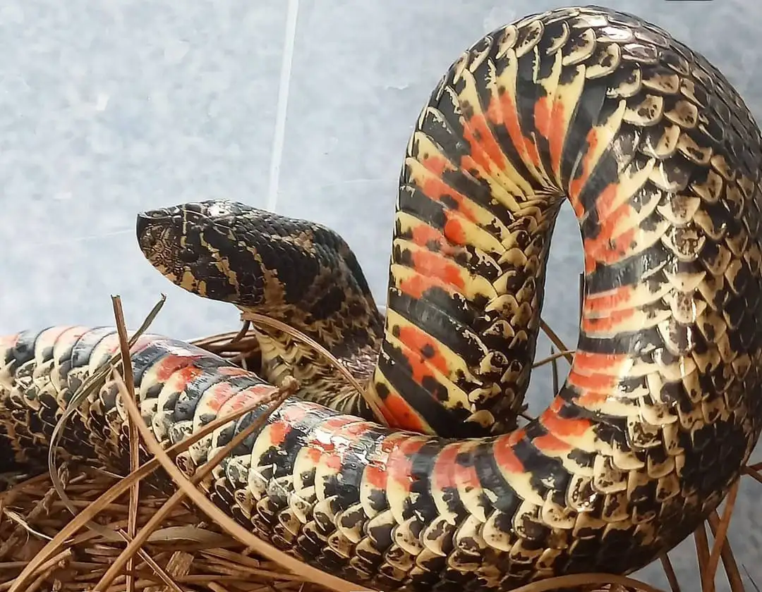 Culebra falsa yarara ñata