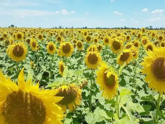 La Bolsa de Cereales destacó que el 98% del girasol entrerriano presenta condición entre Buena y Muy Buena