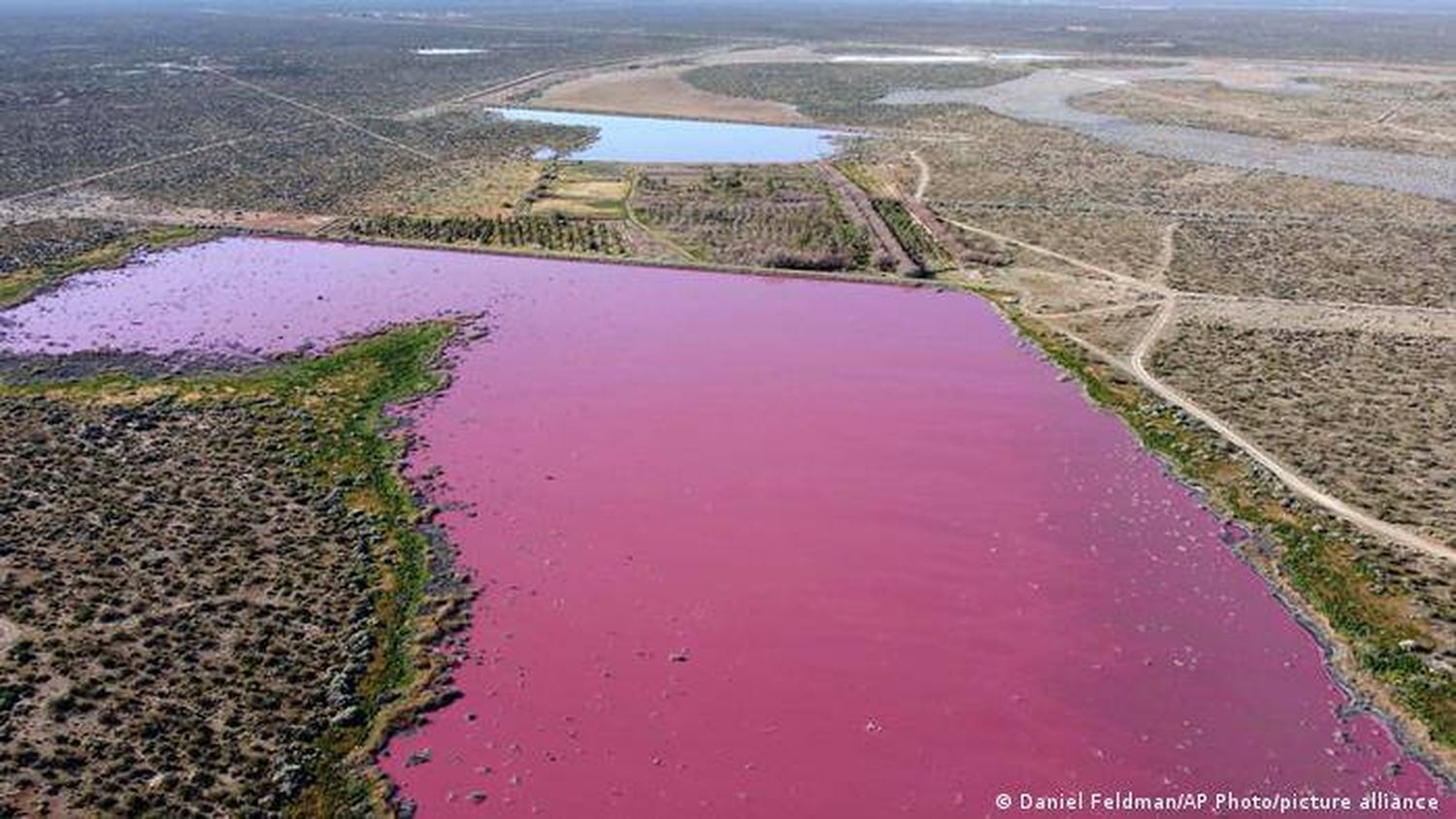 ¿Cómo logran prosperar las especies en  ecosistemas contaminados?