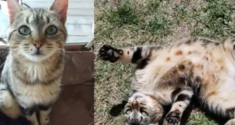 Buscan a Venus, la gata de Casa Raíz