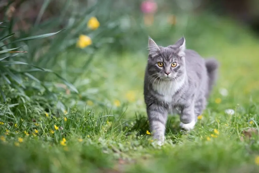 Gatos: ¿qué hacer para que no se escape de la casa? Aquí los detalles