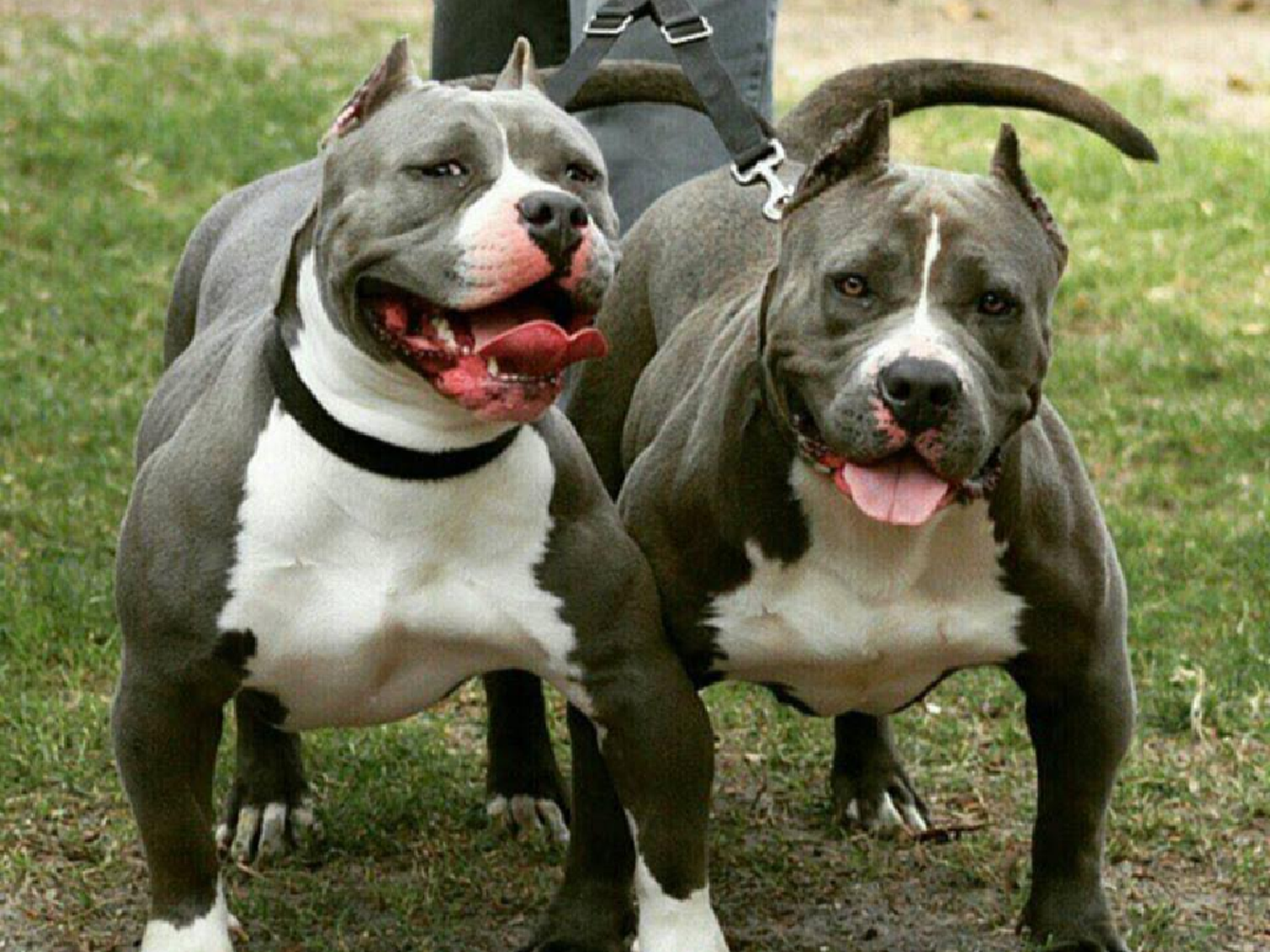 Frontera: dos pitbulls atacaron salvajemente a una joven cuando iba al colegio