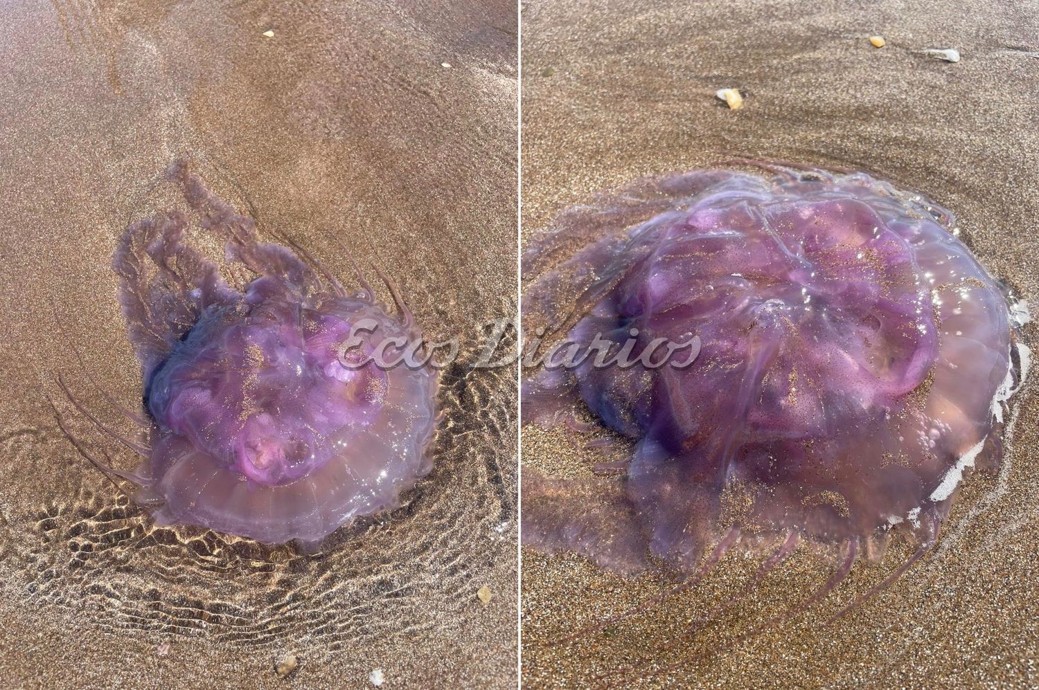 La medusa encontrada en la playa