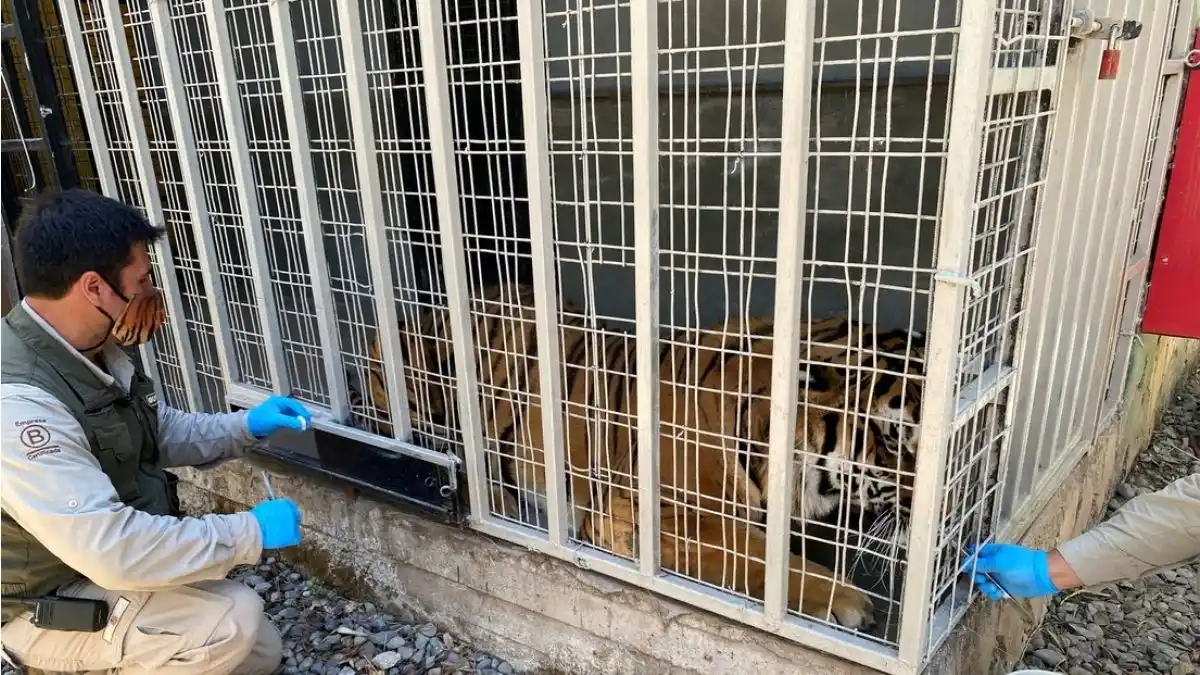 Chile, el primer país de Latinoamérica que vacuna a animales contra el Covid