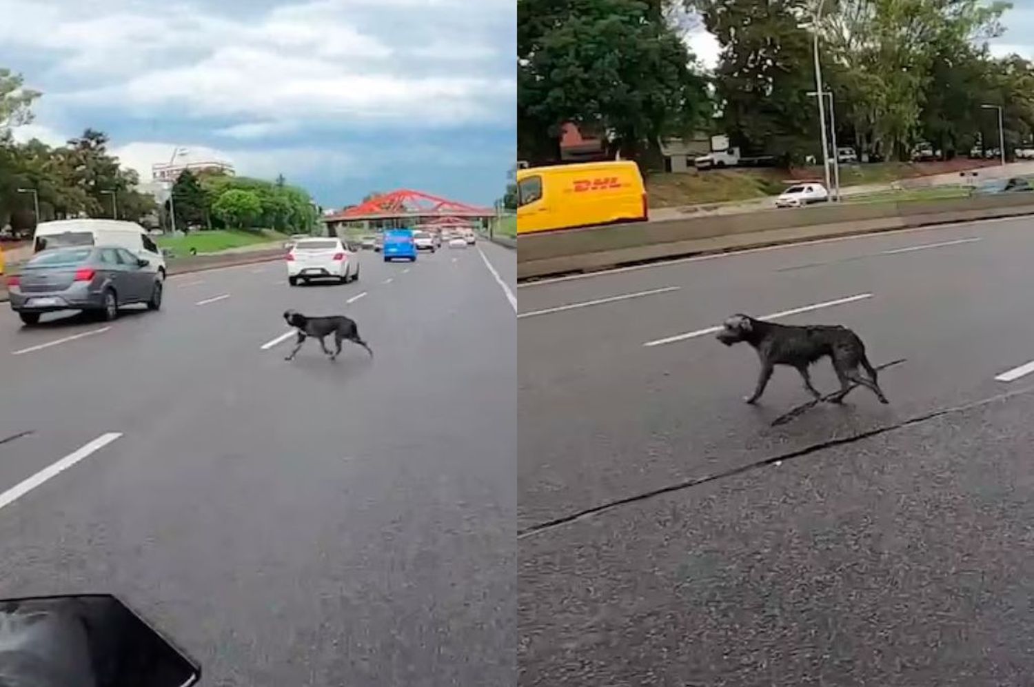 Av General Paz: un motociclista y dos mujeres arriesgaron su vida para salvar a un perro