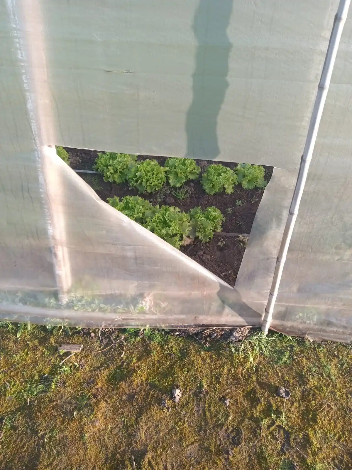 Los nylon de los invernáculos de Paulino volvieron a sufrir daños.