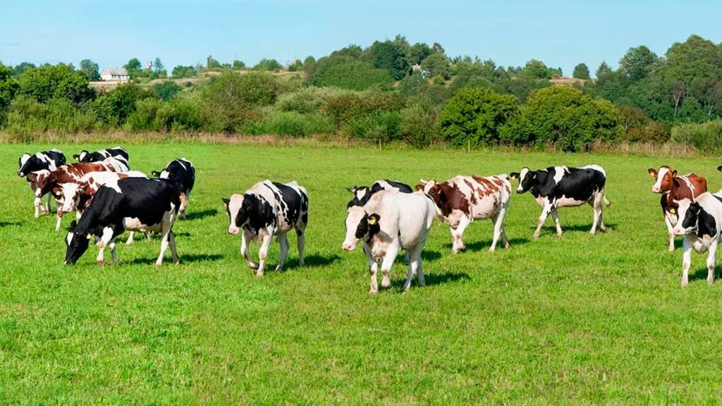 Octubre mostró una brusca caída de la hacienda en pie