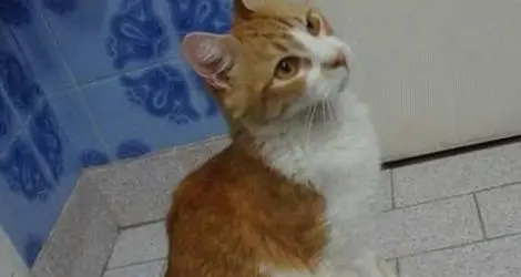 Coco está perdido