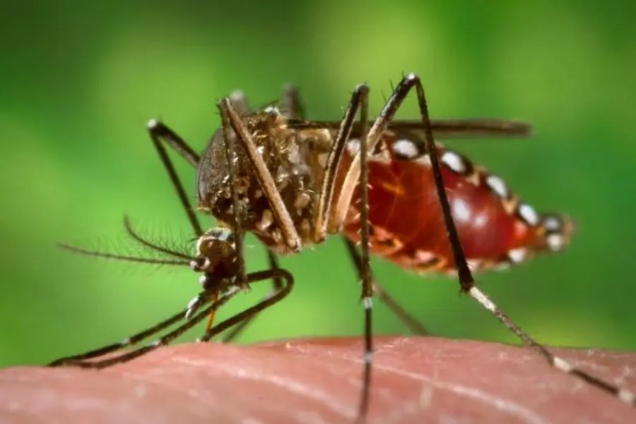 Detectaron el primer caso importado de Chikungunya en Rosario