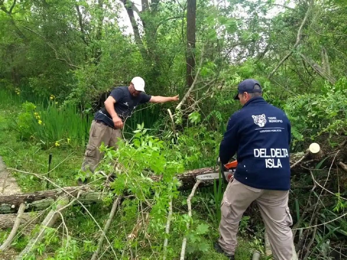 En Tigre realizan un operativo de destronque en el Delta luego del Temporal