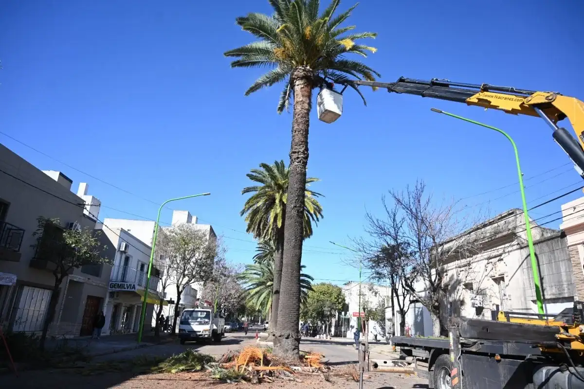 Avanza la instalación de sensores con IA en más de 60 palmera de la avenida Rocamora
