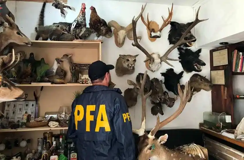 Allanaron un taller ilegal de taxidermia con 118 piezas de animales embalsamados