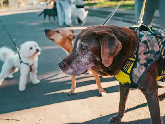 Campaña de Vacunación antirrábica gratuita para perros y gatos