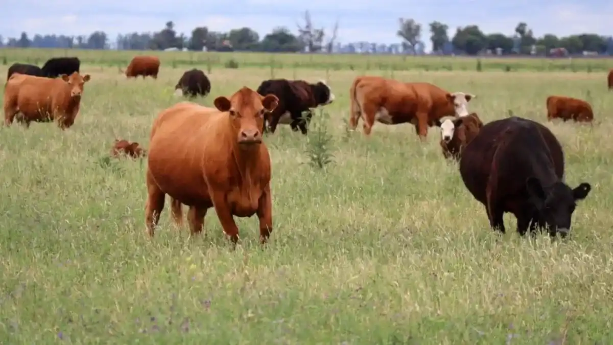 La carne argentina apostó a medir su futuro climático