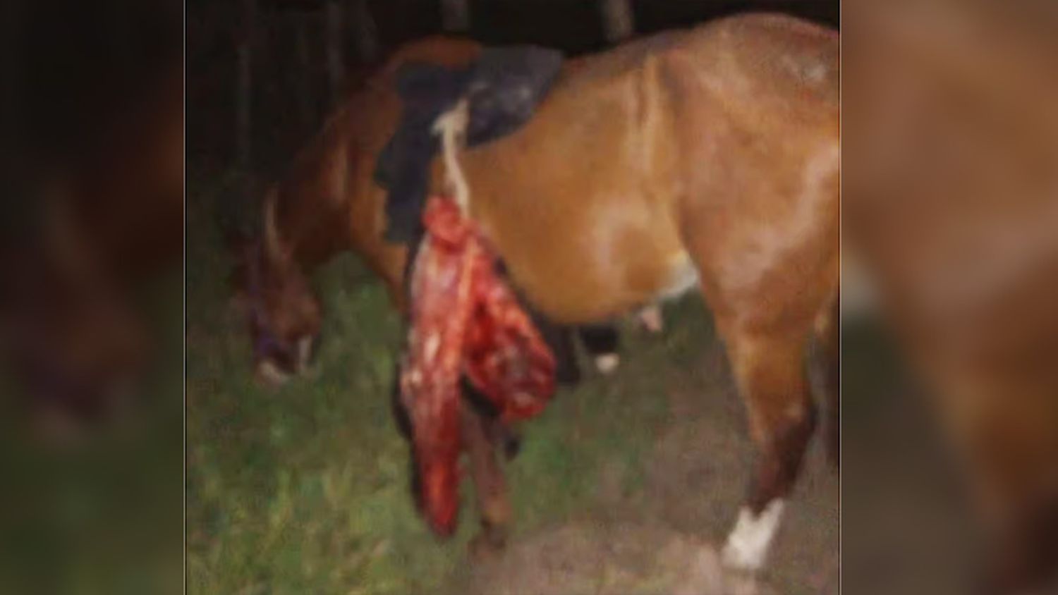 Abandonaron un caballo que llevaba en su montura un ternero faenado