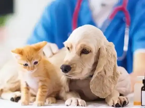 El Imusa realizará una jornada gratuita de castración para perros y gatos