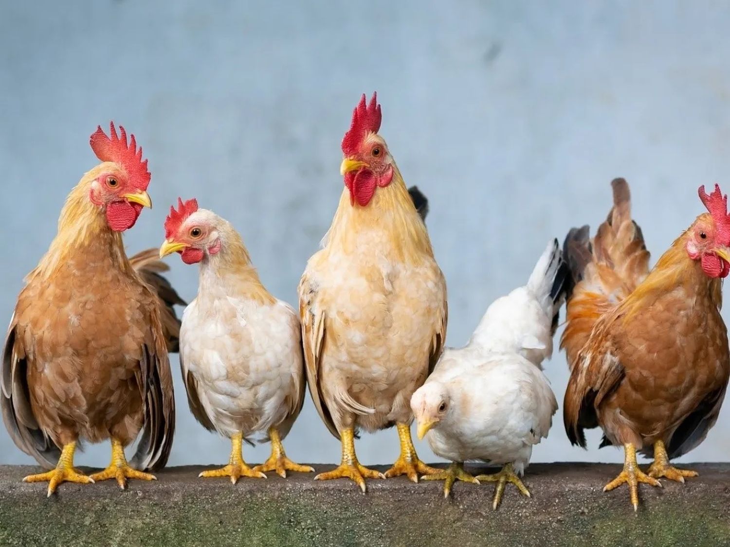 Vamos a ver como es el lenguaje ‘gallinés’