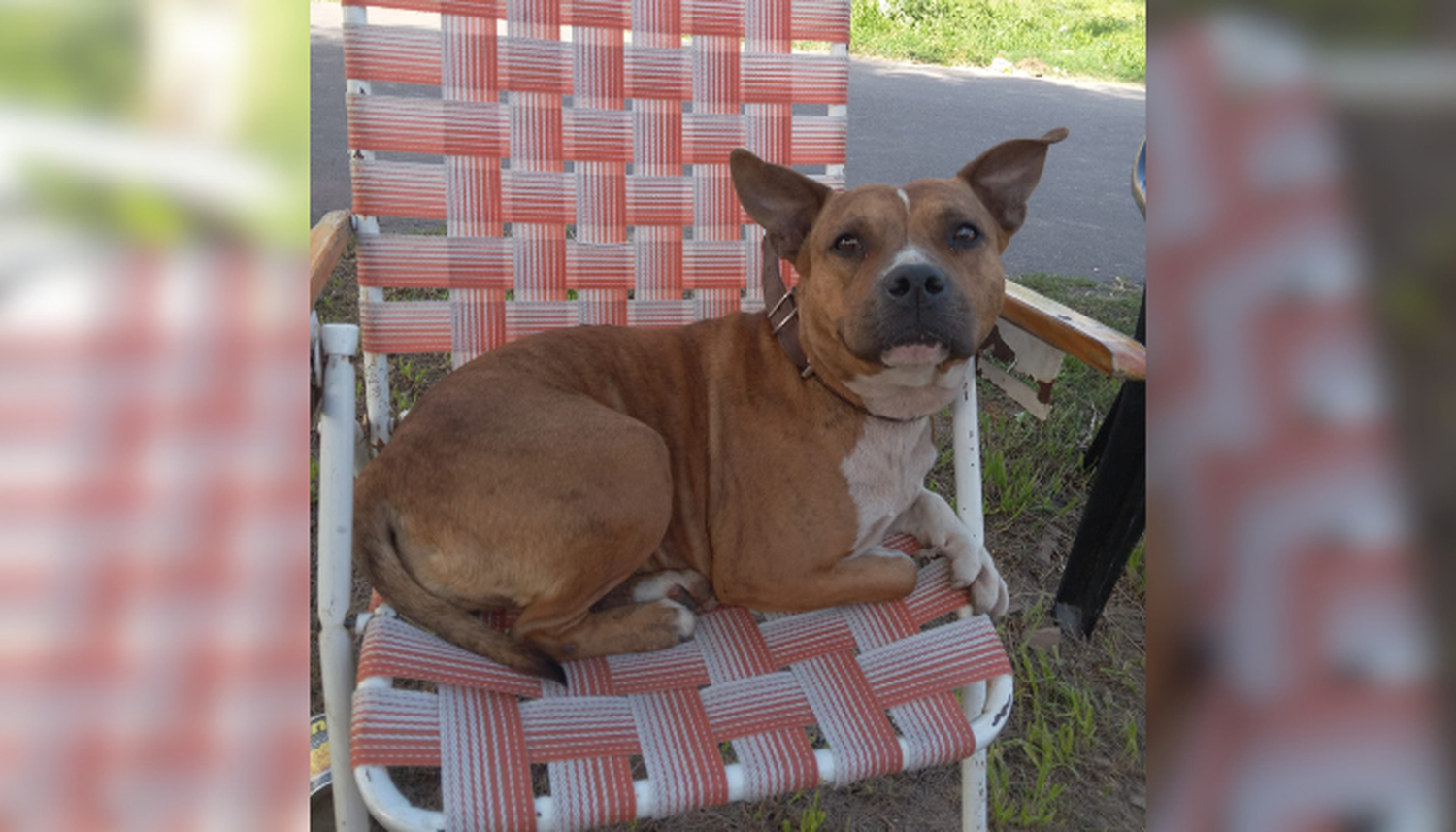 Mascotas: buscan a Cleo
