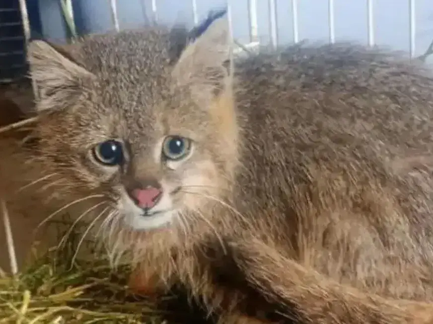 Rescataron entre La Calera y Salsipuedes a una hembra de gato del pajonal