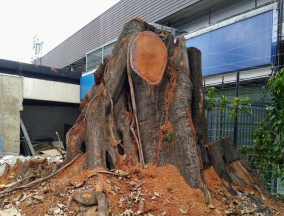 INCONSCIENTES: denuncian indiscriminada tala de árboles en Caracas