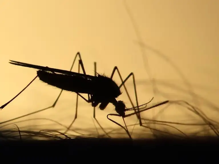 Mosquitos
