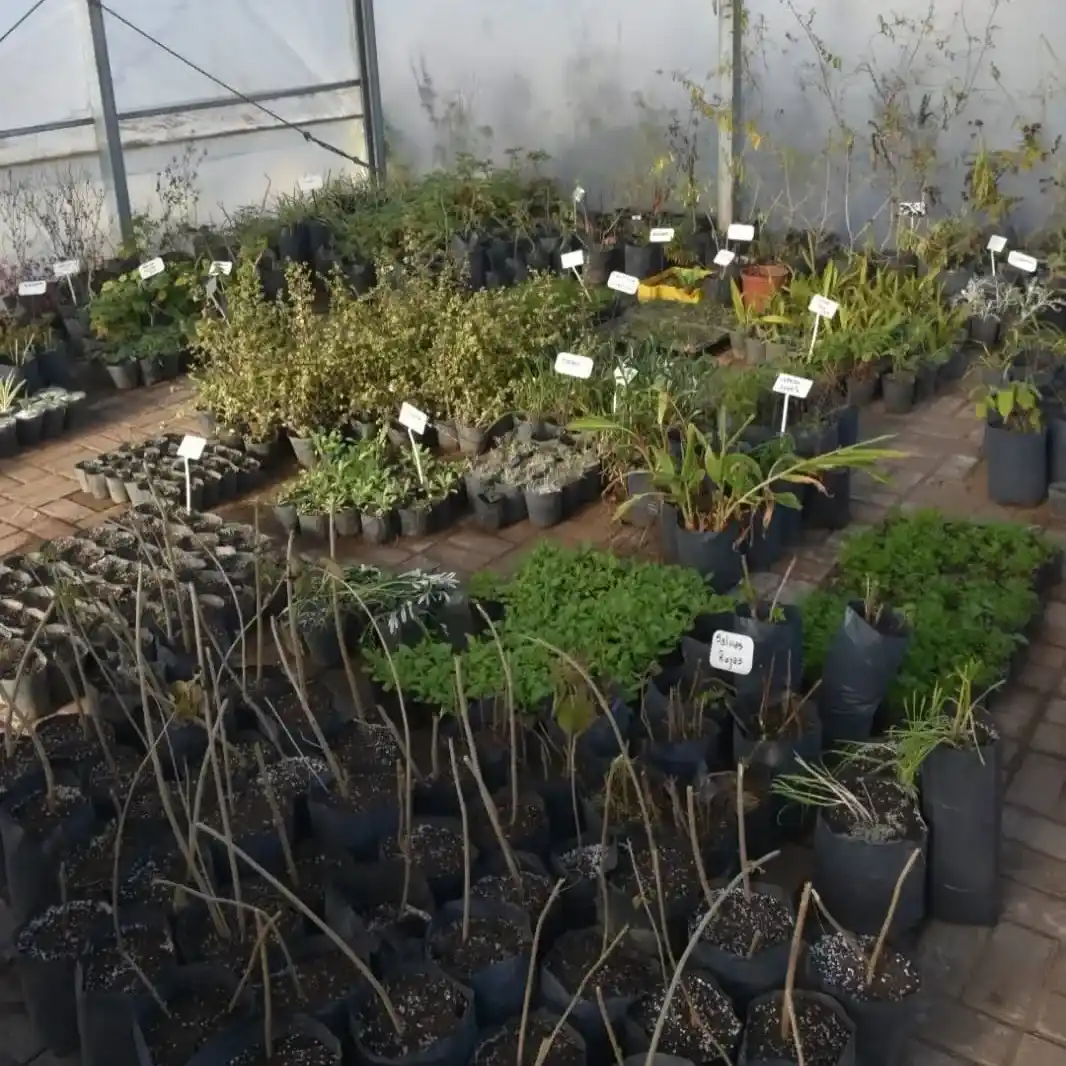 En invierno se preparan las plantas para la próxima estación.
