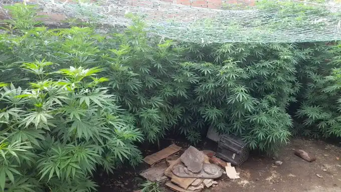 Mar del Plata: Denunció a su hermano por tener una plantación de marihuana
