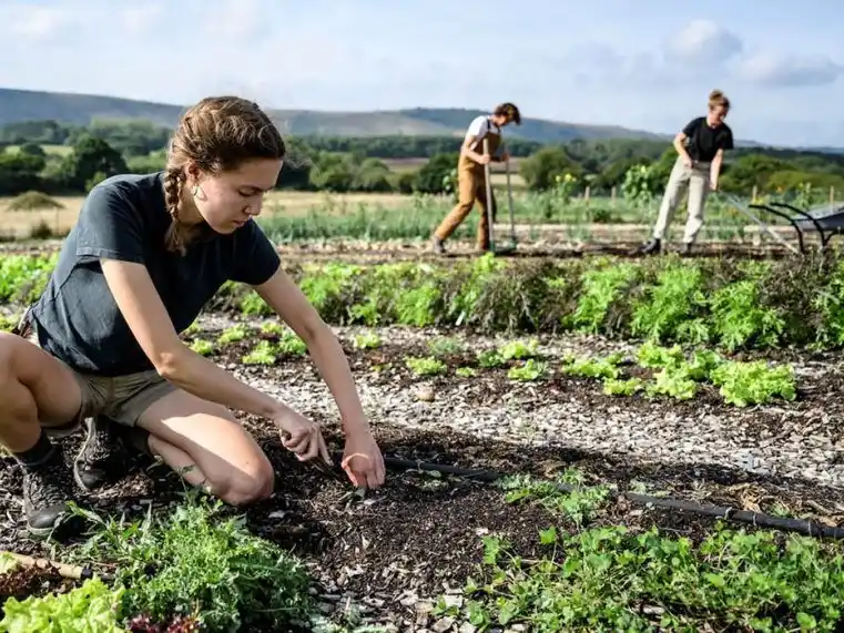 A pequeña escala, la agricultura regenerativa propone el uso de menos máquinas, menos combustibles fósiles y sin químicos.