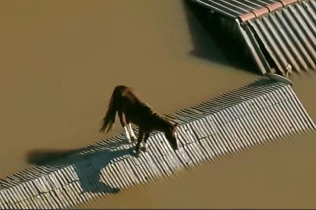 Caballo atrapado