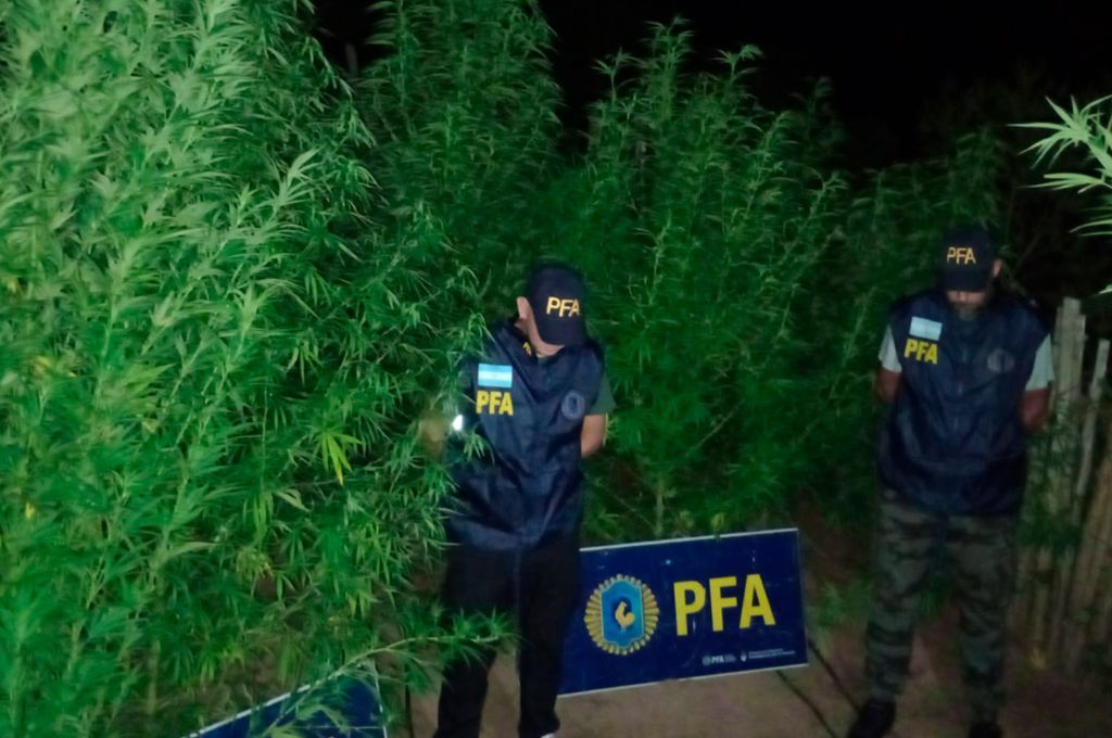 Operativo en Corrientes: detectan una importante plantación de marihuana