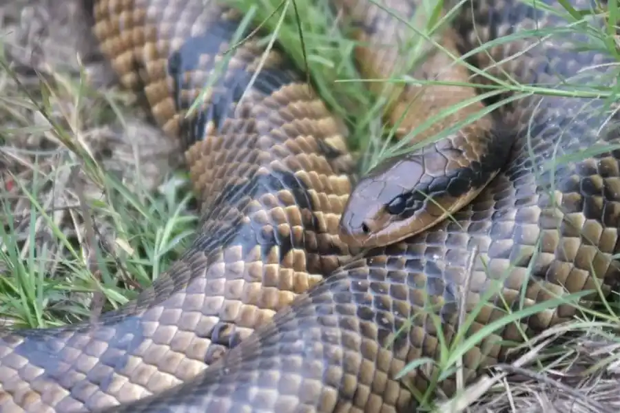 Alerta en la Costanera santafesina por dos víboras de gran tamaño entre los pastizales