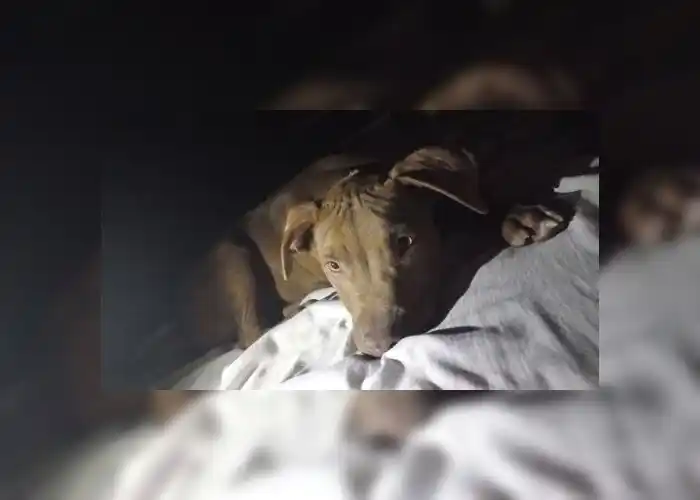 Simón está perdido