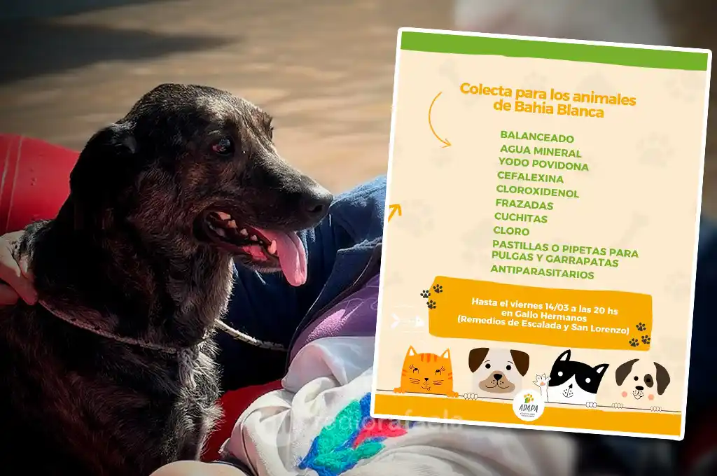 Colecta de medicamentos y balanceados para los animales de Bahía Blanca: “Esta ayuda también es urgente"