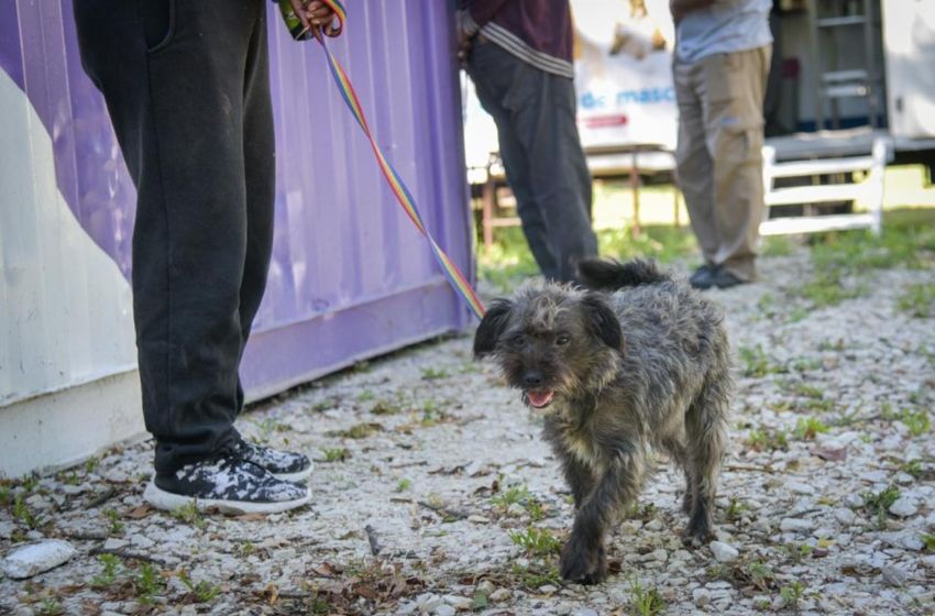 Nuevas ubicaciones de los quirófanos móviles para animales
